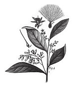 本森树，植物与树脂或乳白色树液雕刻古董插图，出版1851年