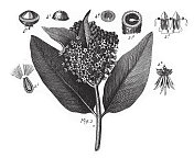 杨花，植物与树脂或乳白色树液雕刻古董插图，出版于1851年