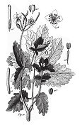白屈菜，毛茛科及其他科栽培植物雕刻古董插图，1851年出版