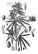 桑树，胡椒，山毛榉和金缕梅科的大麻，针叶裸子植物和被子植物