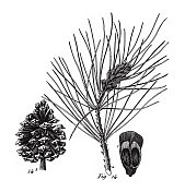 桑树，胡椒，山毛榉和金缕梅科的针叶植物，针叶裸子植物和被子植物