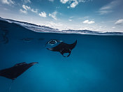 在海洋中觅食的蝠鲼-马尔代夫