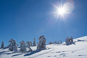 美丽的冬季全景与新鲜的粉末雪。风景与云杉，蓝天与阳光和高喀尔巴阡山脉的背景