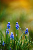 葡萄风信子muscari