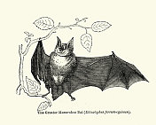 蝙蝠，雕刻着更大的马蹄蝠(铁头蝠)