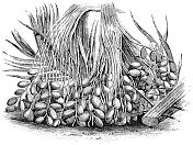 一簇枣从一棵枣树- 19世纪 一簇枣从一棵枣树- 19世纪