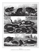 爬虫类和两栖类的成员雕刻古董插图，出版于1851年