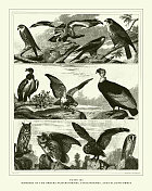 雕刻古董,雀形目,角形目和隼形目成员雕刻古董插图,1851年出版 雕刻古董,雀形目,角形目和隼形目成员雕刻古董插图,1851年出版