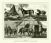 雕刻古玩,隐趾目成员:马科雕刻古玩插图,1851年出版 雕刻古玩,隐趾目成员:马科雕刻古玩插图,1851年出版