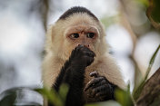 哥斯达黎加的白脸卷尾猴