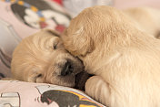 熟睡的新生金毛猎犬幼犬