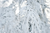 树枝上覆盖着雪