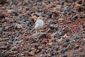 贝特罗的pipit (Anthus berthelotii) -兰萨罗特