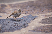 贝特罗的pipit (Anthus berthelotii) -兰萨罗特