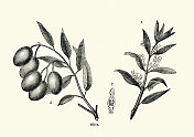 橄榄树，树枝，花和果实