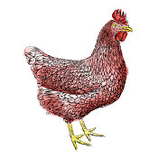 鸡矢量插图在水彩和墨水