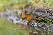 罗宾(红心rubecula)