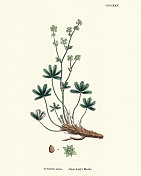 植物，炼金术，阿尔卑斯女士斗篷，19世纪的印刷品