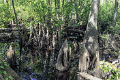 芦苇溪沼泽――位于佛罗里达州基西米附近的一个有野生动物的柏树沼泽和森林保护区