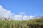 秋天的一天，在康沃尔纽基海岸，野草和季末的花朵映衬着蓝天和蓬松的白云。