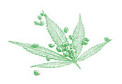 大麻叶子和种子的特写