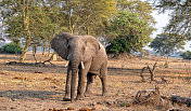 马拉维利翁代国家公园的非洲大象