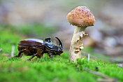 犀牛甲虫(Oryctes nasicornis)和蜂蜜真菌-蜜环菌