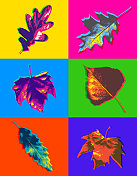 秋天的落叶 秋天的落叶