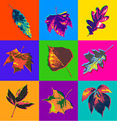 秋天的落叶 秋天的落叶