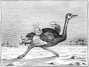 鸵鸟 鸵鸟