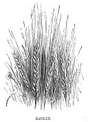 大麦雕刻1869