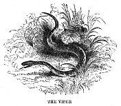毒蛇雕刻1869