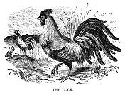 鸡鸟雕刻1869年 鸡鸟雕刻1869年