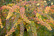 十月底长有秋天颜色叶子的小檗或小檗