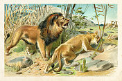 非洲狮夫妇狩猎羚羊插图