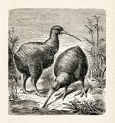 新西兰不会飞的几维鸟