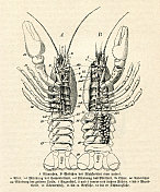 欧洲小龙虾插图 欧洲小龙虾插图