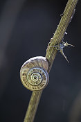 蓟上的蜗牛壳-加泰罗尼亚，Llobregat河畔