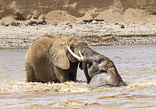两只大象在河里玩