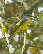 女性Grey-chinned Minivet