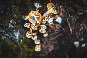 上图是森林里蘑菇的照片