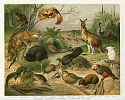 澳大利亚、塔斯马尼亚和新西兰的动物