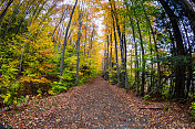 秋天的树叶沿着荒野远足小径在新罕布什尔州的白山