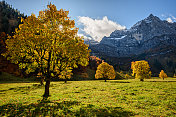 秋天在枫叶的土壤-卡文德尔山脉-阿尔卑斯山脉