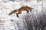黄石国家公园的红狐