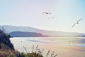 海鸥在新西兰海滩景观