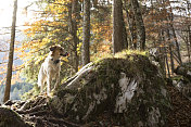 狗狗探索秋天的森林
