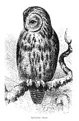 棕色猫头鹰(synium aluco)插图，1895年