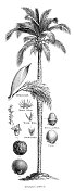 1895年的棕榈树