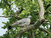 一只林鸽在一棵英国橡树上休息